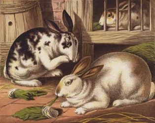 Kaninchen